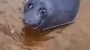 грустный тюлень