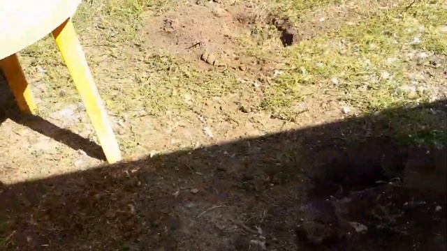 Чем Кормить Бройлеров в Домашних условиях. смотреть онлайн