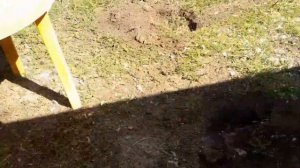 Чем Кормить Бройлеров в Домашних  условиях.