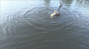 ПОКЛЁВКА КАРПА НА БОКОВОЙ КИВОК