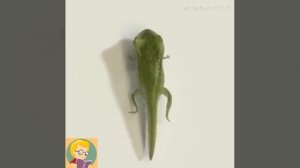 Как растет головастик