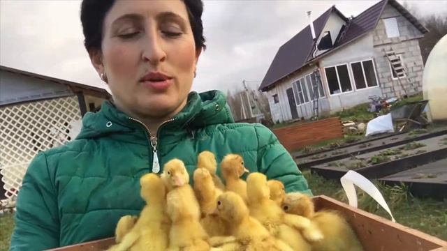 ВЫВОД УТЯТ НА В НОЯБРЕ смотреть онлайн