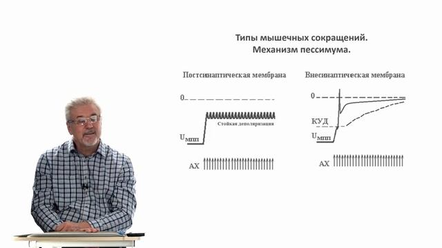 Евсеев А.В. Нормальная физиология. Лекция №9. Типы мышечных сокращений, гладкая мышца, нейрон.2023 смотреть онлайн