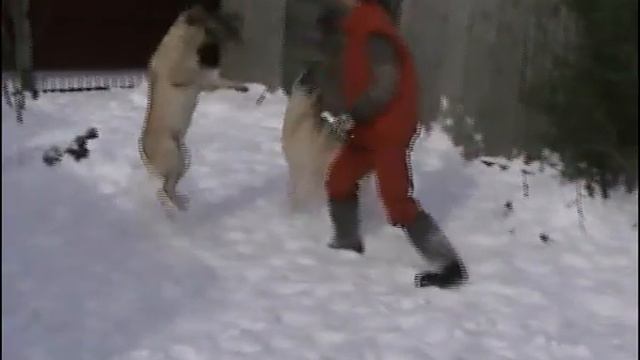 Лабрадоры-ретриверы питомник ,, Grand Life Energy ,,