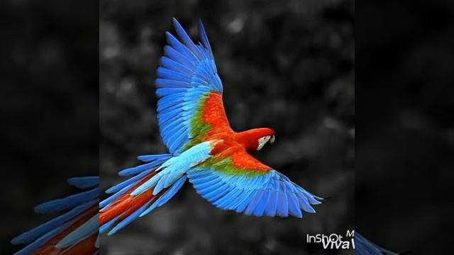 10 красивых животных и птиц смотреть онлайн