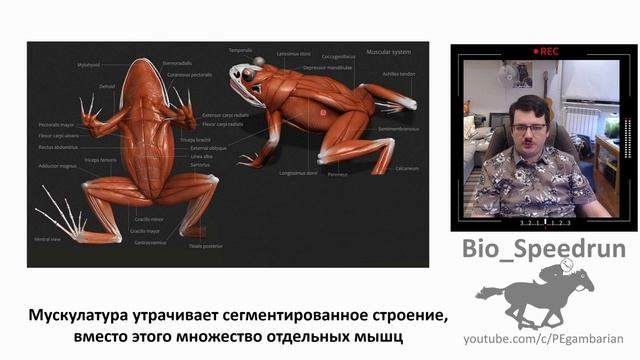 18. Земноводные часть I (Speedrun зоология 7 класс, ЕГЭ, ОГЭ 2021) смотреть онлайн