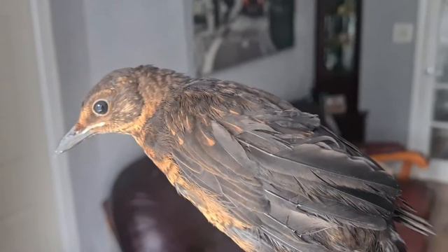 йоркширский терьер, грумер,призраки и дрозд😱