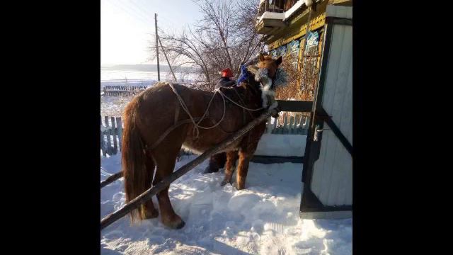 Новый год перед пандемией. Тогда были все живы и счастливы смотреть онлайн