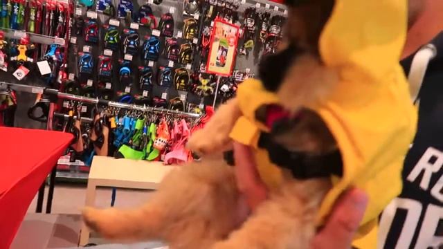 Покупаем собаке покупки) VLOG