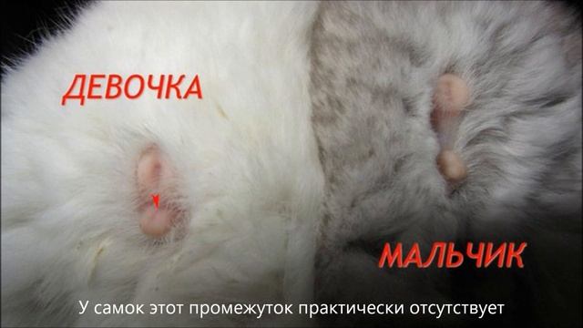 Определение пола у шиншилл смотреть онлайн