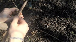 ПОЙМАЛ ФАЗАНА НА ЛОВУШКУ / КАК СДЕЛАТЬ ЛОВУШКУ НА ФАЗАНА ?! как поймать фазана?