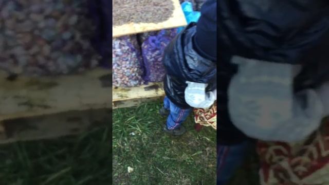 Чеснок Любаша, зубок и воздушку замачиваем в "Медный купорос" за день до посадки смотреть онлайн