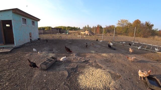 Бизнес в деревне. Сколько я заработал на курах? смотреть онлайн
