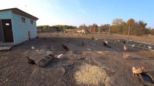 Бизнес в деревне.  Сколько я заработал на курах?