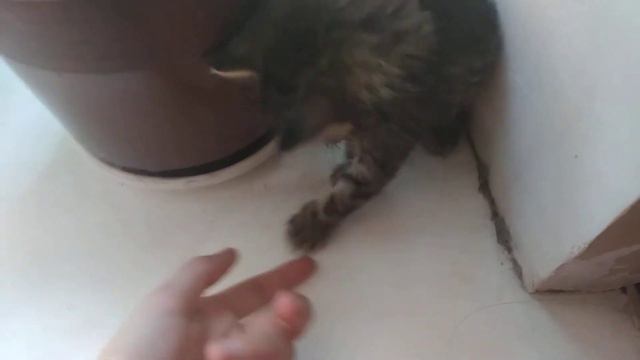 Подбросили 🐈/Спасение котёнка смотреть онлайн