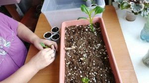 Как из одного клубня георгин получить 10 кустов. Черенкуем.