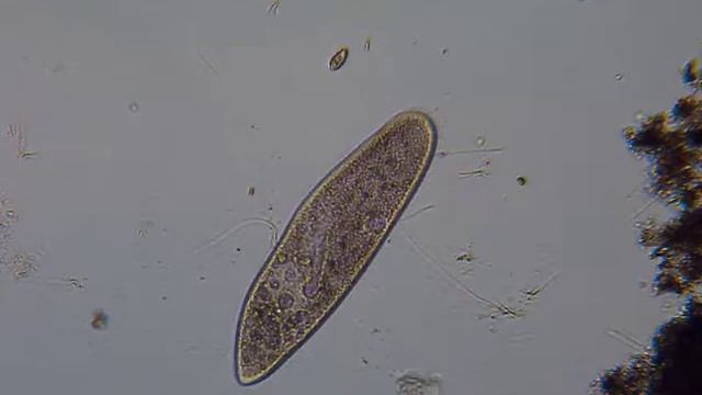 Питание инфузории / Paramecium feeding смотреть онлайн