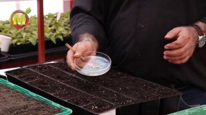 Посев и выращивание гацании.