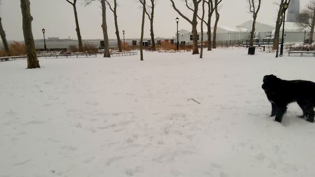 Sandy the newfie pup meets little snowy Juno (1/27/15) смотреть онлайн