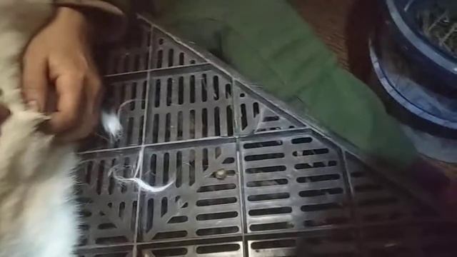 Ушной клещ у кролей и их лечение. смотреть онлайн