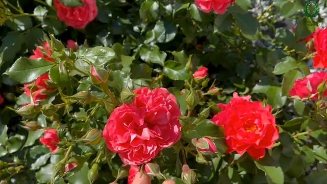 Роза "Розариум Ютерсен" во всей красе! Питомник ? и ? Е. Иващенко смотреть онлайн