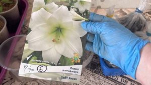 ЛИЛИИ в холодильнике ПРОРОСЛИ! Что делать?! Сажать?