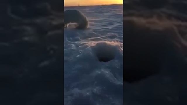 Песец ворует рыбу! смотреть онлайн