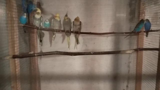 домашний питомник