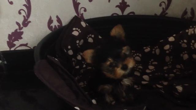 Танцующий щенок смотреть онлайн