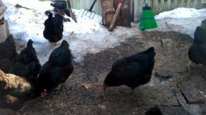 Реальные размеры кур породы Джерсийский Гигант.Яйценоскость переярок данной породы.