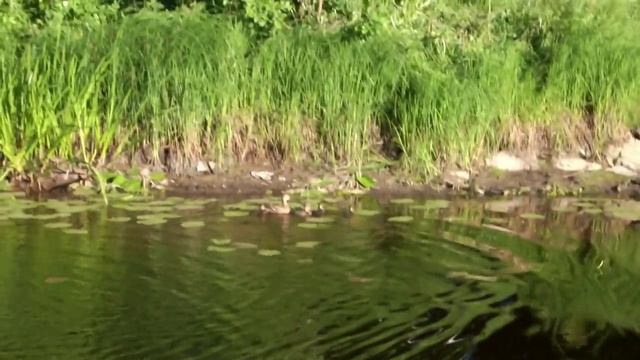 Полет на воздушном шаре. Великие Луки 2015 смотреть онлайн