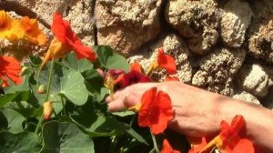 Настурция.  Настурция из семян посадка в кашпо и результат!