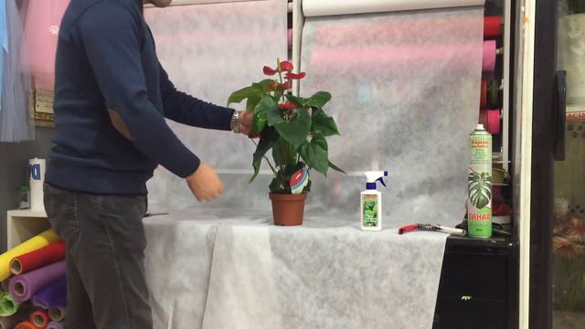 Antoryum Flamingo Çiçeği Bakımı (Anthurium) sulanması,Anthurium Flamingo Flower Care смотреть онлайн