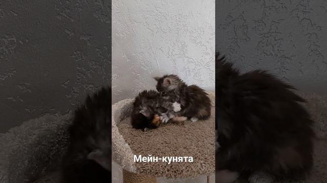 Малышки мейн-куны впервые на фотосессии. Девочкам 1 месяц. #mainecoon #котята #kitten #cat смотреть онлайн