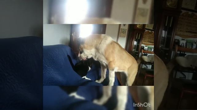 Mastín español female - Runa 1 month to 10 months смотреть онлайн