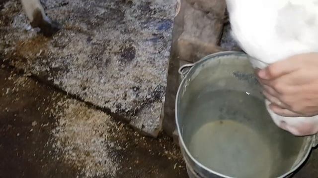 Сколько весят голштинские бычки в 4 месяца. Замер бычков. Советуем его посмотреть. смотреть онлайн