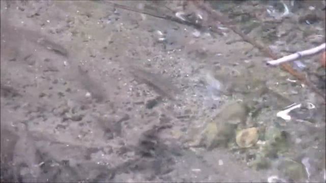 Что за рыба живёт в луже?! Рыбалка за домом... смотреть онлайн