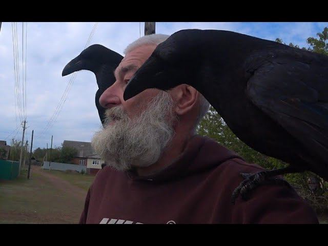 Как "папа воронов" за соцконтрактом ходил. смотреть онлайн