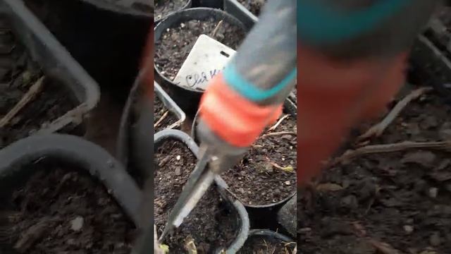 Сирень из семян смотреть онлайн