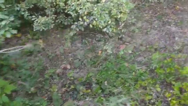 ОПЯТЬ В ЛЕС!!! А что ТАМ есть??? СМОТРИТЕ САМИ)) 🌿 смотреть онлайн