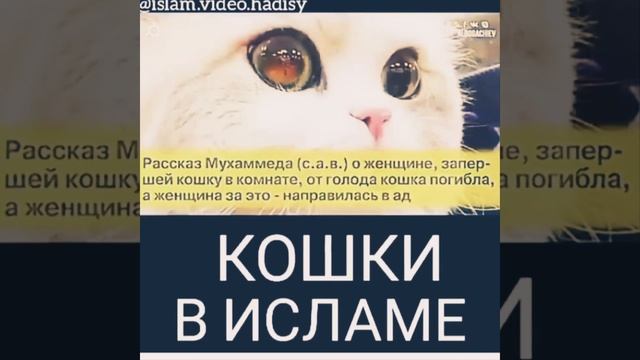 Кошки в Исламе!☝☝☝ #религия ,#ислам ,#котики ,#любовь ,#мир ,#добро,#кот ,#чечня . смотреть онлайн