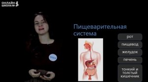 Питание человека. Видеоурок 19. Окружающий мир 3 класс