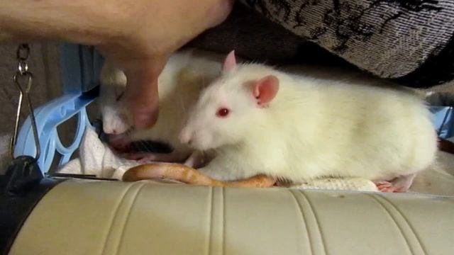 Вистары | ЗевАло из Подмышки, или "лоси" выросли! (Fancy Rats | Декоративные Крысы) смотреть онлайн