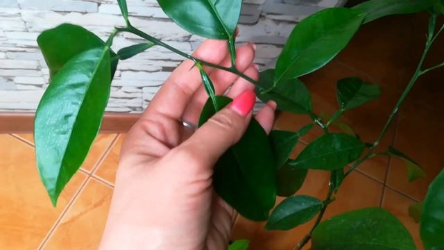 Дерево сад. Апельсин и мандарин Трабут. смотреть онлайн