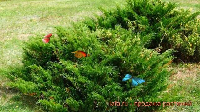 Можжевельник казацкий (juniperus sabina) ? можжевельник обзор: как сажать саженцы можжевельника смотреть онлайн