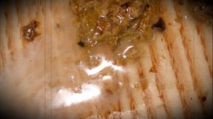 Понос у цыплят виды, причины, лечение