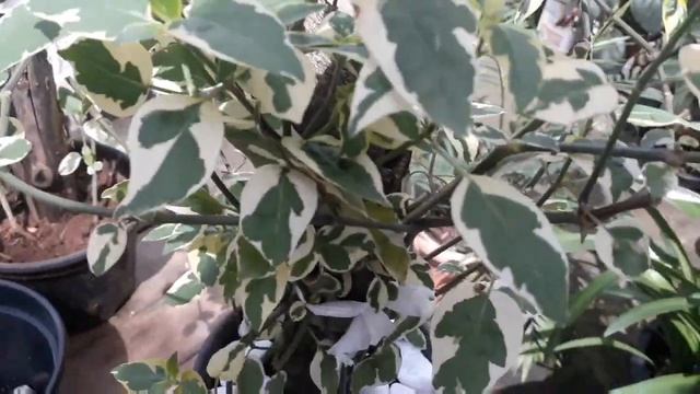 3 Formas De Cultivar Sua Vinca Major!