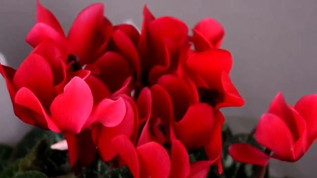 Применение цикламена. Химический состав и полезные свойства смотреть онлайн