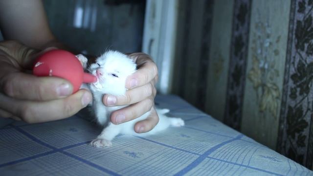 Кормление грудничка котёнка. Breast kitten 2022. смотреть онлайн