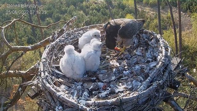 Dolina Baryczy - Sokoły wędrowne _ Borek przyniósł małego ptaszka , Zdenka karmi maluchy🐥🌹🍀🐥🌹🍀🐥🌹🍀🐥🌹 смотреть онлайн